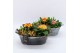 Arrangementen tuinplanten PMCR-2626 Primula creations 5 pp 