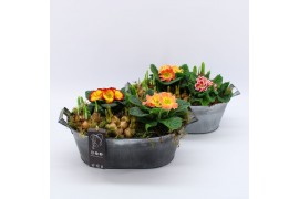 Arrangementen tuinplanten PMCR-2626 Primula creations 5 pp