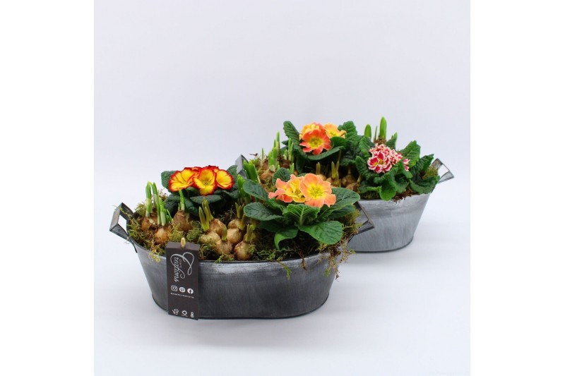 Arrangementen tuinplanten PMCR-2626 Primula creations 5 pp 