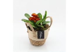 Arrangementen tuinplanten PMCR-2635 Primula creations 2 pp