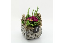 Arrangementen tuinplanten PMCR-2629 Primula creations 2 pp
