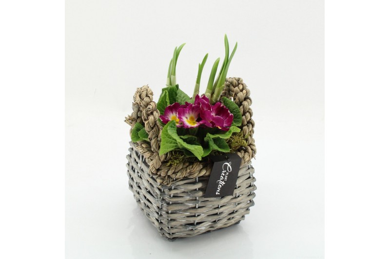 Arrangementen tuinplanten PMCR-2629 Primula creations 2 pp 