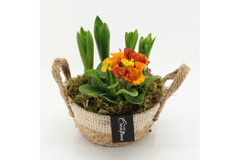 Arrangementen tuinplanten PMCR-2637 Primula creations 4 pp 