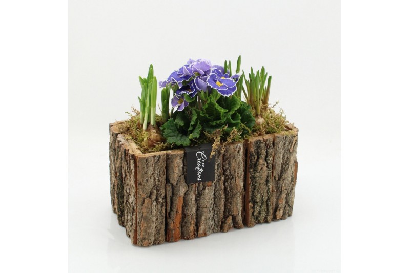 Arrangementen tuinplanten PMCR-2628 Primula creations 3 pp 