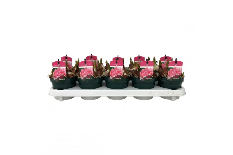 Tulipa dubbel Tulp Roze Lydia 5 per pot 