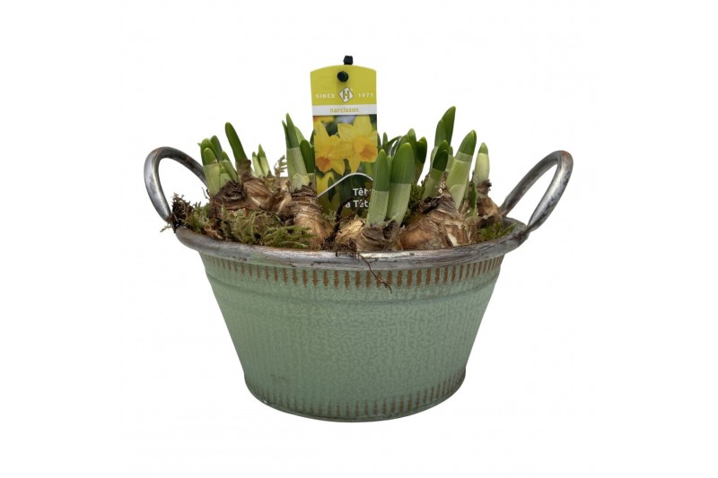Arrangementen tete a tete Zink schaal Delft Tete a Tete 7 pp 7 per pot 