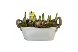 Arrangementen tete a tete Zink ovaal Tete-a-Tete 6 pp 155 bl. 6 per po