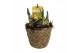Arrangementen tete a tete Zeegrasmand Tete-a-Tete 13 cm. 1 pp 3 per po 
