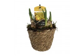 Arrangementen tete a tete Zeegrasmand Tete-a-Tete 13 cm. 1 pp 3 per po