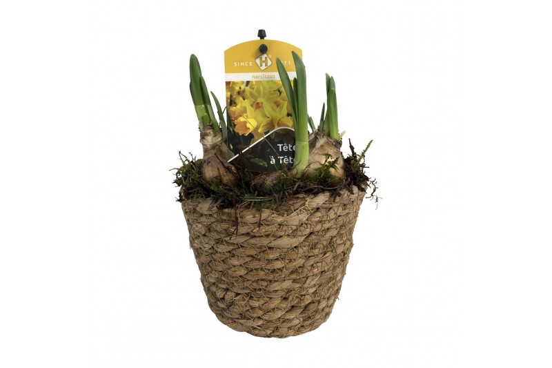 Arrangementen tete a tete Zeegrasmand Tete-a-Tete 13 cm. 1 pp 3 per po 