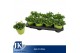 Bellis perennis rusher white Bellis p14 TST pot white 