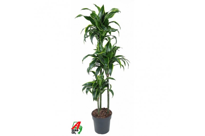 Dracaena fragr. compacta dorado Dracaena Dorado 90-60-30pp 