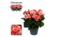 Begonia elatior du. borias rose gevlamd Begonia borias rose gevlamd De 
