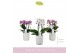 Phalaenopsis multiflora mix Boquetto Pinko Mix 3-5 spike in Molise Whi 