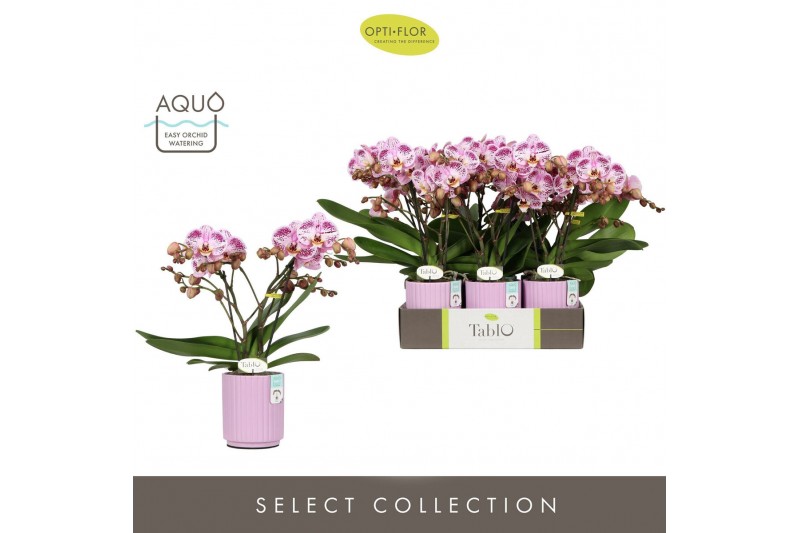 Phalaenopsis roze Tablo Bellini 2 spike in Molise Lilac Aquo 25 bl. 2  