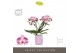 Phalaenopsis roze Tablo Bellini 2 spike in Molise Lilac Aquo 25 bl. 2  