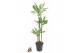 Dracaena fragrans Dracaena Silver Dream3 pp 