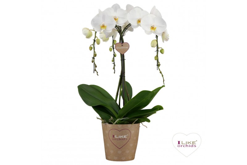 Phalaenopsis wit Duetto Ornamento Wit - 3 tak (Quattro)30 bl. 3 tak/pl 