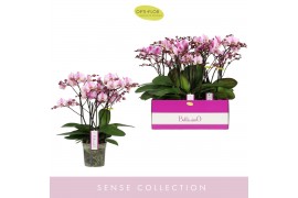 Phalaenopsis multiflora roze Bellissimo Angelo100 bl. 4 tak/plnt 2000 