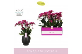 Phalaenopsis multiflora paars Bellissimo Amore in Abruzzo Black Aquo10