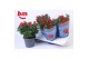 Rosa hot jewel Rosa Jewel Patio Hot 17cm18 bl. 