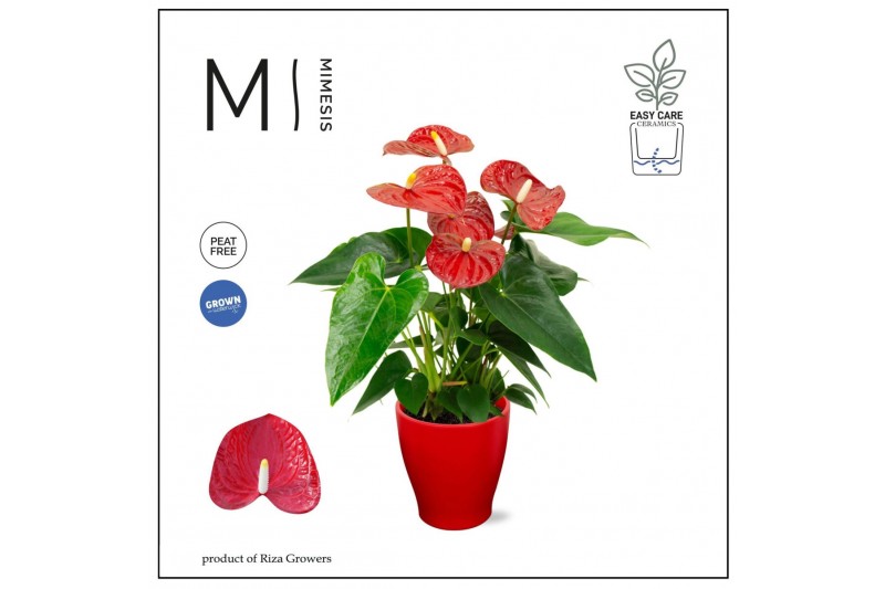 Anthurium andr. karma red Mimesis Anthurium KARMA Red - Carolina Red5  