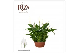 Spathiphyllum chopin 10+ - Zonder Hoes