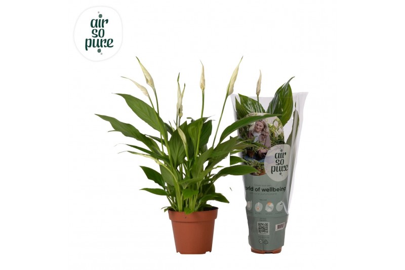 Spathiphyllum torelli 3+ - Air So Pure 