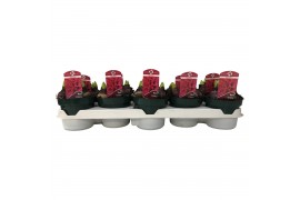 Hyacinthus red glory Hyacint Red Glory 12 cm. 90 bl. 3 per pot