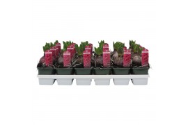 Hyacinthus orientalis jan bos Hyacinthus orientalis Jan Bos 35 bl. 1 p