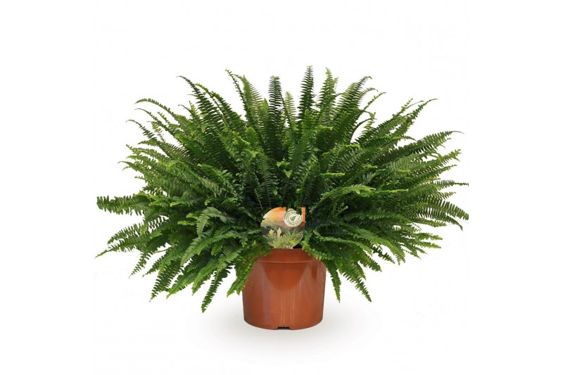 Nephrolepis exaltata green lady Nephrolepis Green Ladycm diameter 