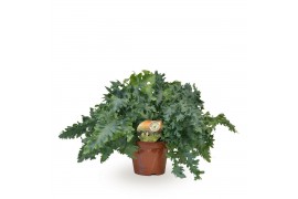 Phlebodium aureum davana