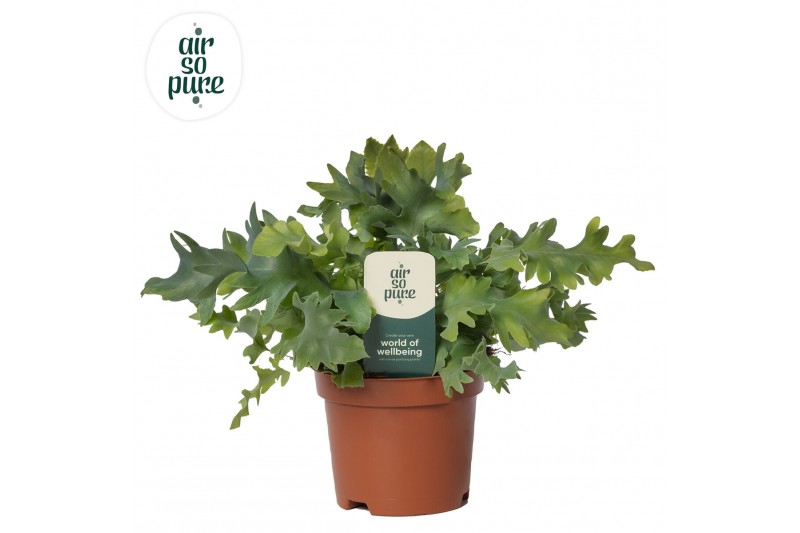 Phlebodium aureum davana Air So Pure 