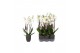Phalaenopsis anthura madrid Phalaenopsis White, 4-spike Anthracite Cer 