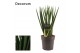 Sansevieria cylindrica Spaghetti 12cm Decorum 
