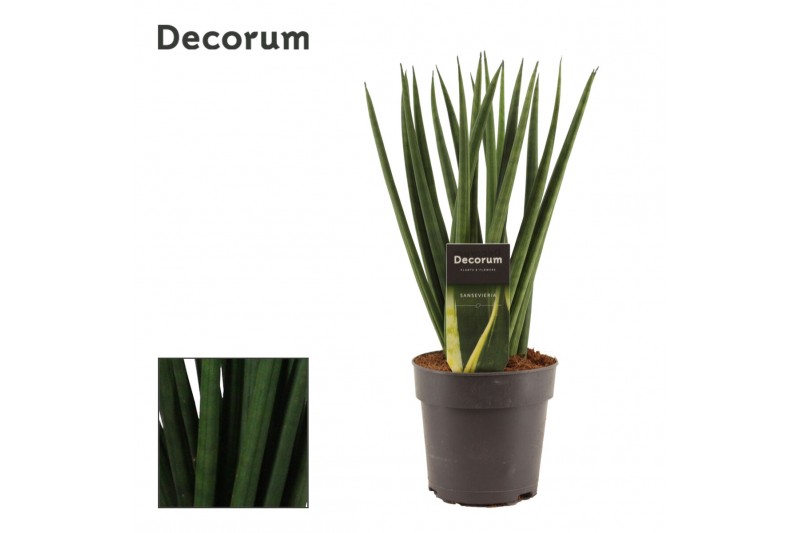 Sansevieria cylindrica Spaghetti 12cm Decorum 