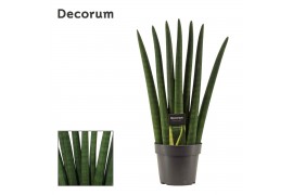 Sansevieria cylindrica Fan 14cm Decorum