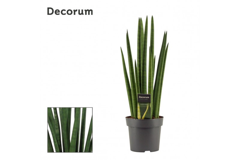 Sansevieria cylindrica Rocket 14cm Decorum 