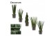 Sansevieria cylindrica Mix 17cm Decorum 