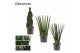 Sansevieria cylindrica Mix 17cm Decorum 