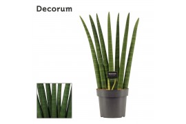 Sansevieria cylindrica Fan 17cm Decorum