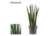 Sansevieria cylindrica Rocket 17cm Decorum 