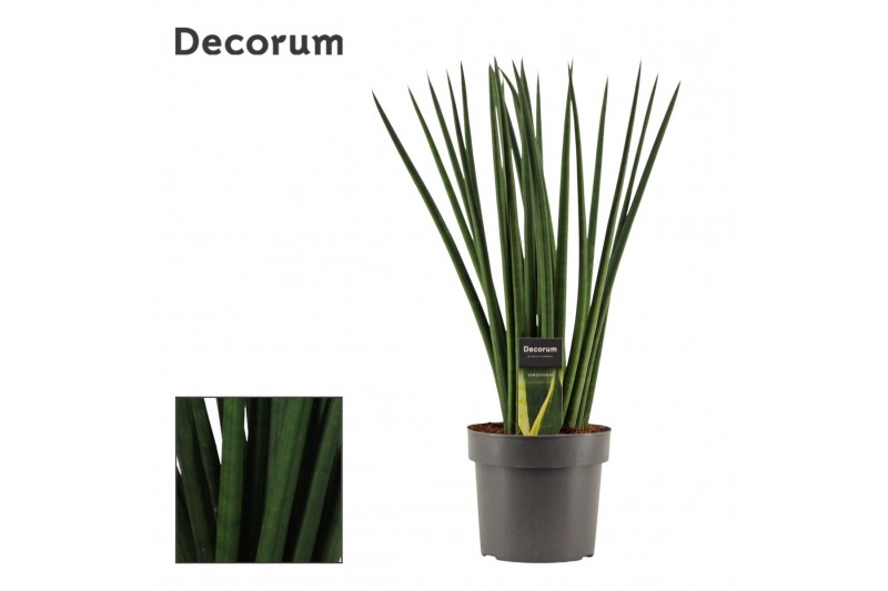 Sansevieria cylindrica Spaghetti 17cm Decorum 
