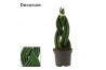 Sansevieria cylindrica Braid 6cm Decorum