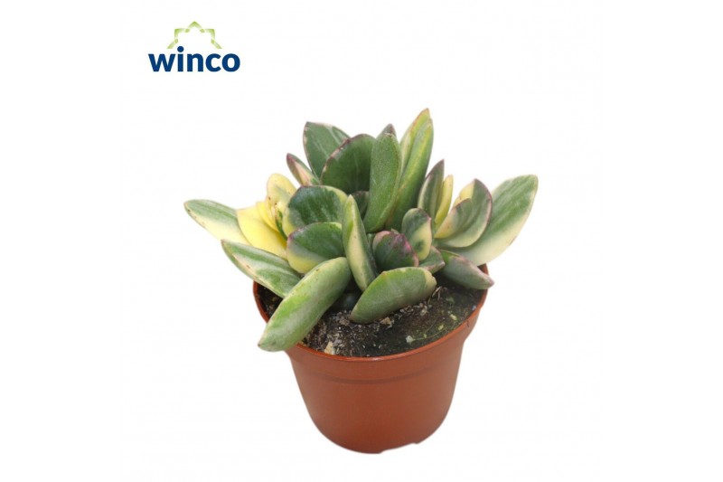 Crassula ovata variegata 