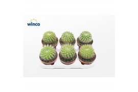 Cactus/succulent parodia scopa Parodia Penicillata