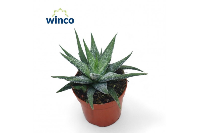 Haworthia fasciata concolor 