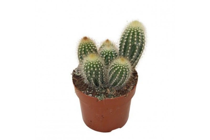 Pilosocereus chrysostele Pilosocereus Chrysotele 