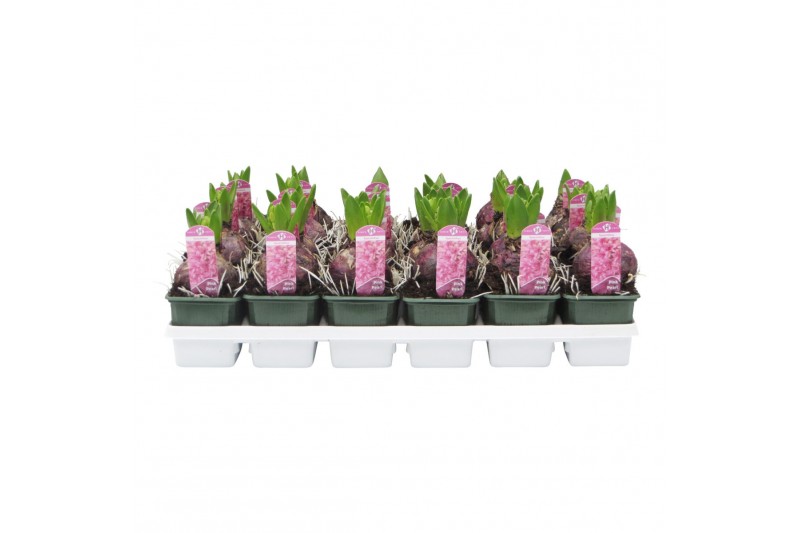 Hyacinthus orientalis pink pearl 1pp 