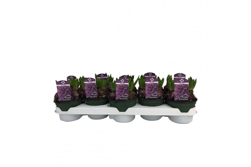 Hyacinthus oriental purple sensation Hyacinthus orientalis Purple Sens 